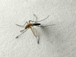 moustique isolé sur blanc papier Contexte aedes aegypti moustique. proche en haut une moustique paludisme photo