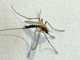 moustique isolé sur blanc papier Contexte aedes aegypti moustique. proche en haut une moustique paludisme photo