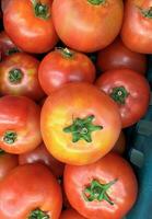 groupe de tomates mensonge sur une pile sur Haut de chaque autre, tomate texture. sélectif se concentrer, pour contenu création photo