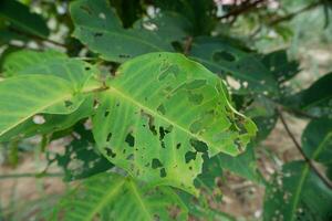 beaucoup de des trous dans le vert feuilles causé par les chenilles en mangeant leur photo