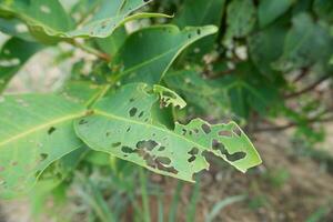 beaucoup de des trous dans le vert feuilles causé par les chenilles en mangeant leur photo