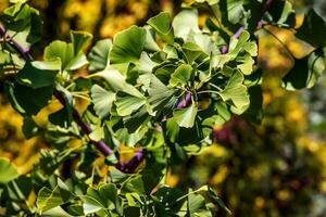 ginkgo arbre ou ginkgo biloba ou ginkgo avec brillant vert Nouveau feuilles. photo