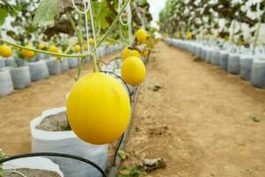 melons dans la serre ferme photo