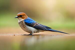 ai généré une petit oiseau avec une bleu et blanc tête photo