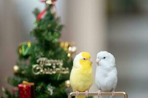 minuscule perroquet perruche blanc et blanc forpus oiseau pacifique perroquet du repos sur branche près chrismas arbre photo