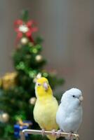 minuscule perroquet perruche blanc et blanc forpus oiseau pacifique perroquet du repos sur branche près chrismas arbre photo