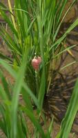 riz escargot des œufs attaché à le tige sont rose photo