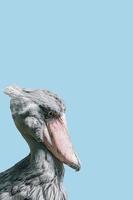 page de couverture avec un énorme et magnifique bec-en-sabot africain cigogne ciel bleu fond solide avec espace de copie, gros plan, détails. concept de conservation de la faune et de la biodiversité. photo