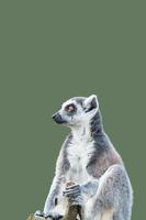 page de couverture avec un portrait d'un mignon lémurien de Madagascar à queue annelée profitant de l'été, en gros plan, avec espace de copie et arrière-plan solide vert. concept biodiversité, bien-être animal et conservation de la faune. photo