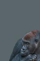 page de couverture avec un puissant gorille africain mâle alpha, curieux ou pensant à quelque chose, sur fond gris uni avec espace de copie. concept de biodiversité de la faune, de bien-être animal et de durabilité.