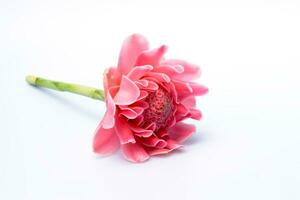 rose fleur de Etlingera elatior photo
