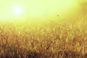 fleur herbe avec lumière du soleil. photo