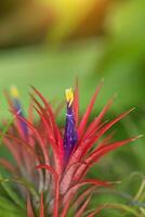 tillandsia air plante dans le la nature. photo