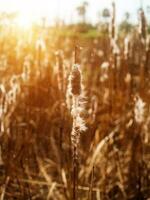 typha angustifolia des graines sur arbre. photo