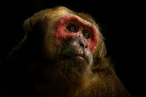 proche en haut de à queue tronquée macaque. photo