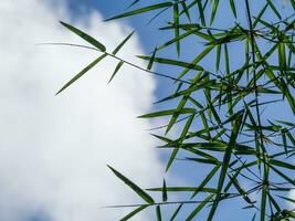 feuilles de bambou vert photo