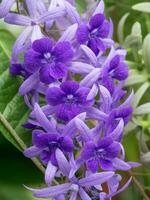 violet fleur de Petrea fleurs sur arbre. photo