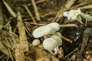 une groupe de toxique champignons photo