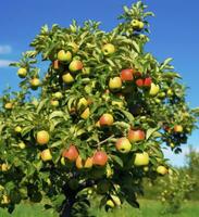 ai généré une magnifique vert Pomme arbre. ai généré photo