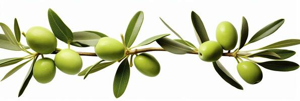 ai généré olive arbre bifurquer, vert Olives et feuilles sur blanc Contexte. ai généré. photo