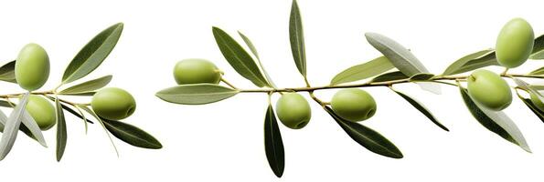 ai généré olive arbre bifurquer, vert Olives et feuilles sur blanc Contexte. ai généré. photo