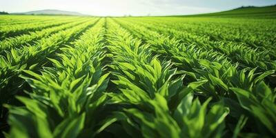 ai généré champ de vibrant vert biocarburant cultures. ai généré. photo