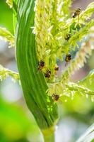 Travailleur d'abeilles sur les fleurs de maïs photo