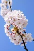 ai généré Cerise fleur contre clair bleu ciel.ai généré. photo