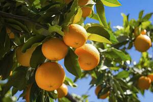 ai généré Orange fruit sur arbre. ai généré photo