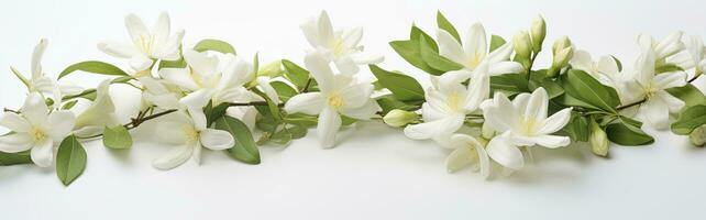 ai généré jasmin fleurs sur blanc surface. ai généré photo