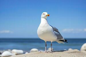 ai généré mouette sur le plage en dessous de bleu ciel. photo