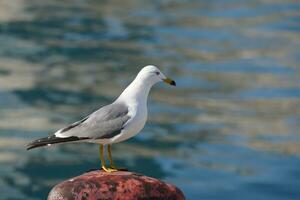 une mouette permanent sur une bollard près le l'eau photo