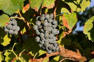 une bouquet de les raisins sur une vigne photo