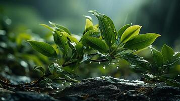 ai généré une plante avec l'eau gouttelettes sur il photo