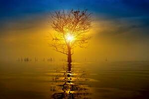 silhouettes de mort des arbres sur le lac. photo