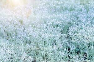 herbe fleur avec lumière dans le hiver saison. photo