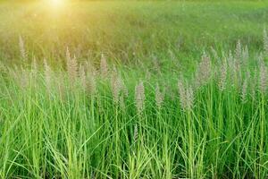 fleur herbe dans la nature avec lumière du soleil. photo