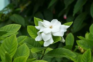 blanc gardénia fleur ou cap jasmin -gardénia Jasminoides photo