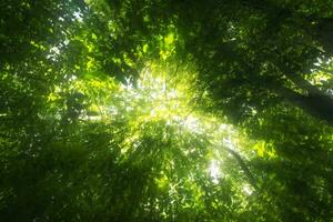 mouvement de lumière en dessous de le arbre. photo