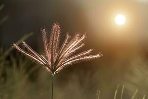 proche en haut de fleur herbe avec lumière. photo