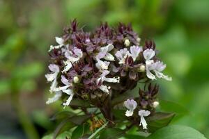 Frais basilic et fleur dans le plantation photo