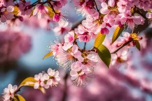 ai généré rose Cerise fleurs sont épanouissement dans le printemps. généré par ai photo