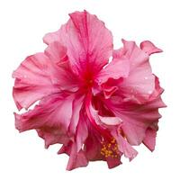 rose hibiscus fleur photo