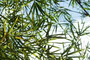 feuilles de bambou vert photo