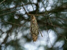 chrysalide de une chenille sur pin branches. photo