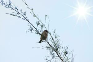 eurasien arbre moineau sur le branche avec Soleil. photo