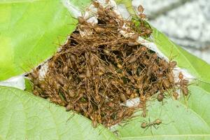 unité de fourmis et nid bâtiment photo