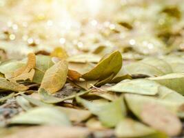 sec feuilles de le pluie arbre pour utilisation comme engrais. photo