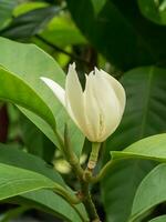 proche en haut blanc Chempaka fleur sur arbre avec feuille Contexte. photo