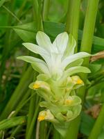 proche en haut curcuma fleur avec brouiller Contexte. photo